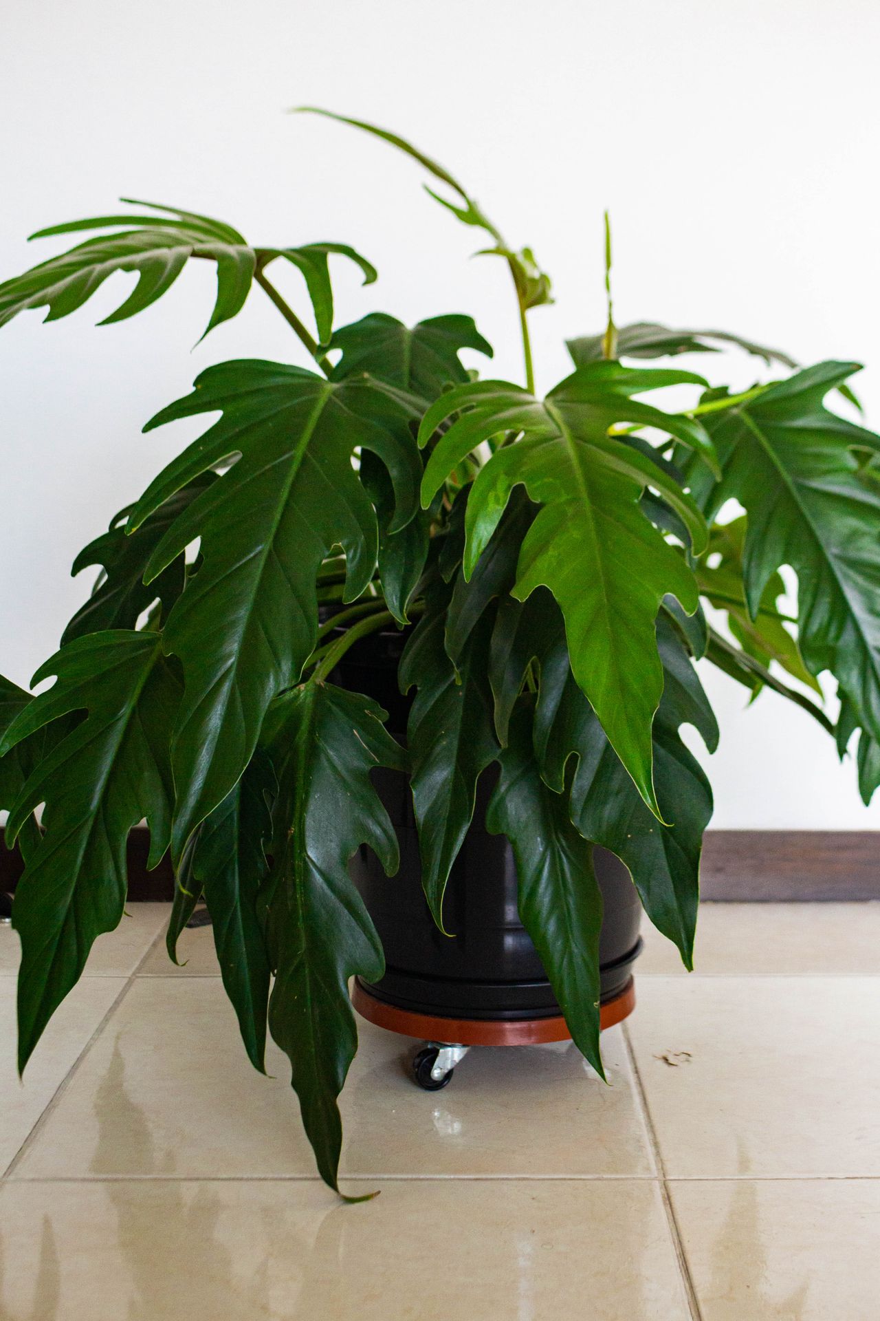 Close-up of philodendron leaves showing their natural shape and vein pattern